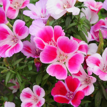 Godetia Flower seeds for Planting Hardy Variety Heirloom & GMO Free Seeds for Home Garden