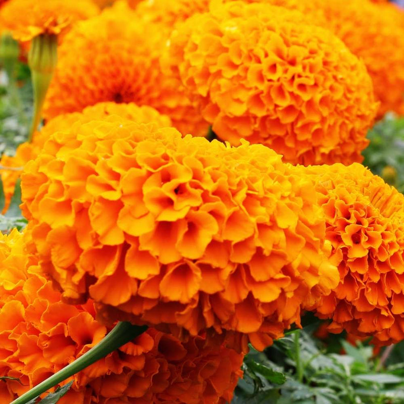 Dark Orange Marigold Flower Seeds for Planting Cottage Garden Essential Heirloom & GMO Free Seeds for Home Garden
 
 Sale