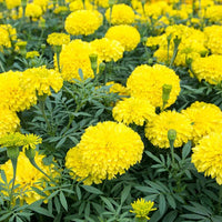 Yellow Marigold Flower seeds for Planting - Hardy Variety, Heirloom & GMO Free Seeds for Home Garden