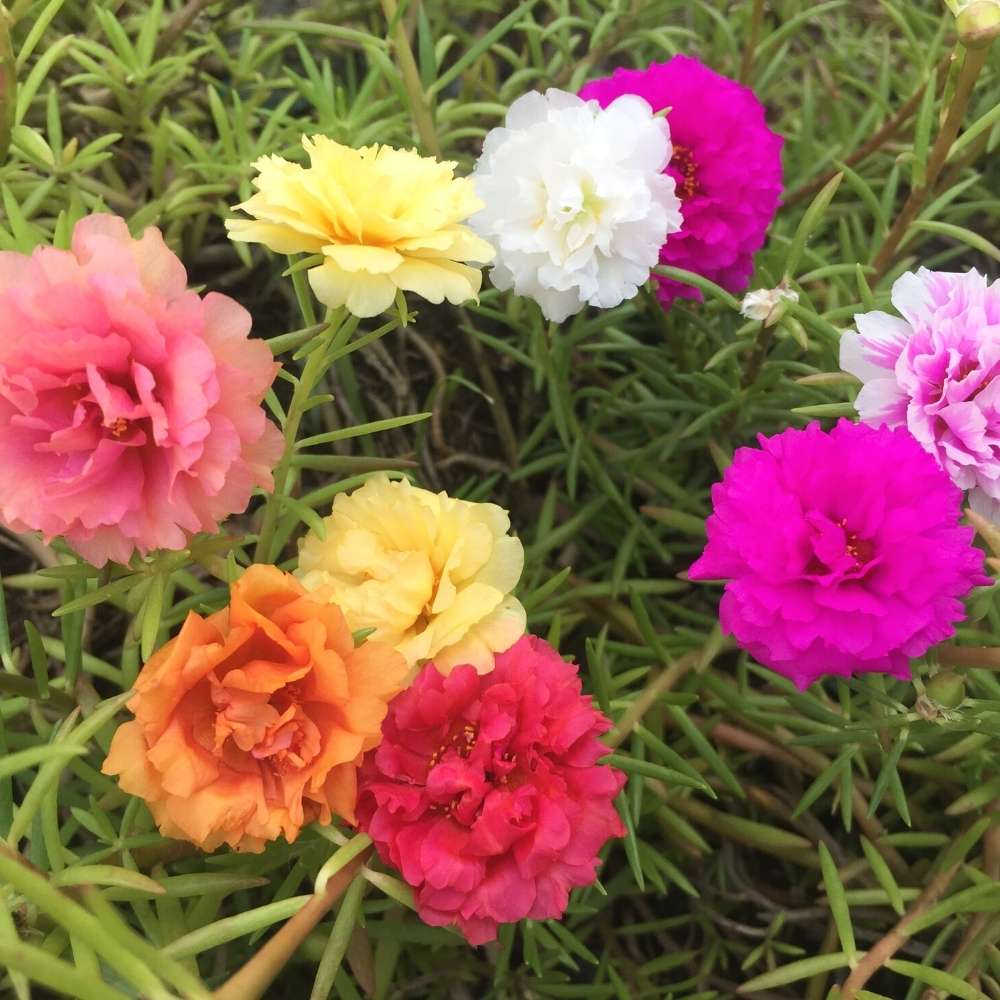 Grandiflora Flower seeds for Planting Drought Tolerant Heirloom & GMO Free Seeds for Home Garden 
 
 Sale