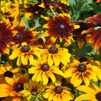 Yellow Rudbeckia Flower seeds for Planting - Cottage Garden Essential, Heirloom & GMO Free Seeds for Home Garden