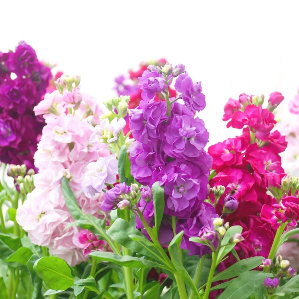 Violet Matthiola Incana Plant Seeds: Premium Quality Flower Seeds for Vibrant Gardens and Effortless Planting