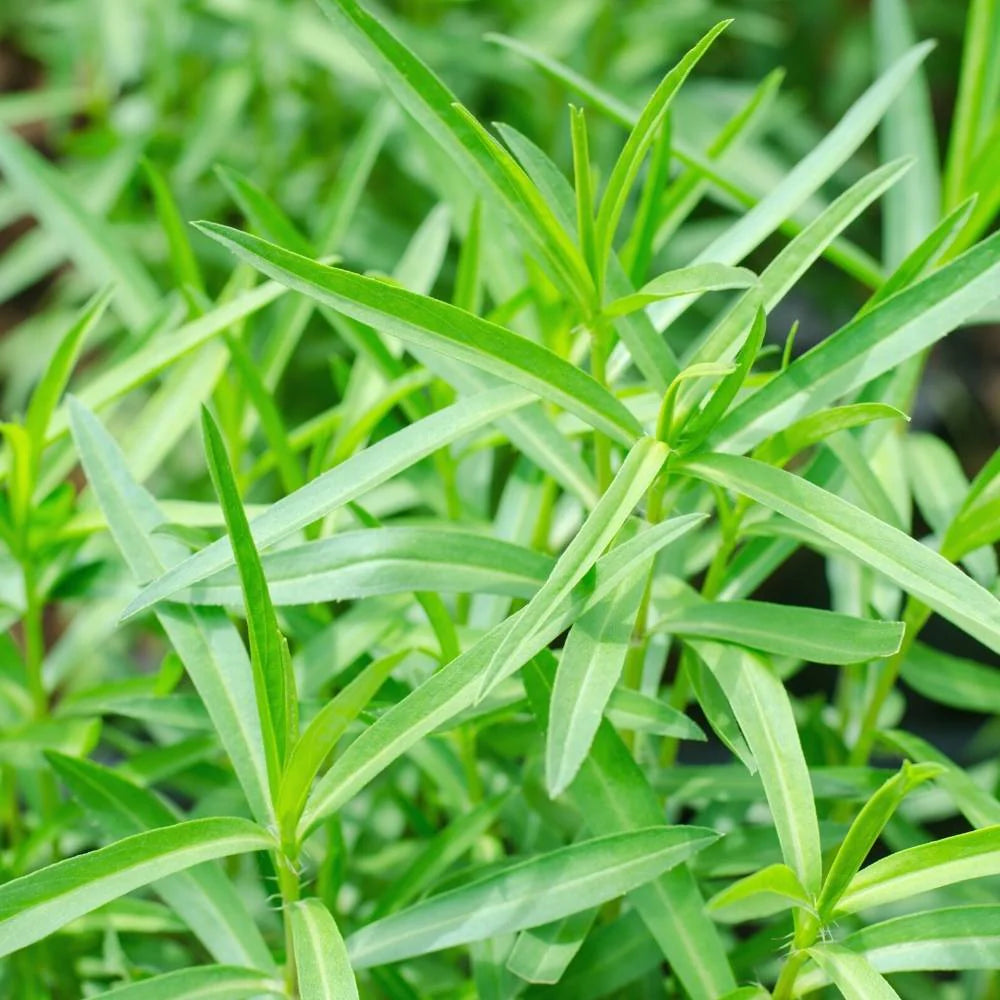 Tarragon Flower seeds for Planting - Cottage Garden Essential, Heirloom & GMO Free Seeds for Home Garden