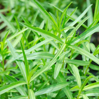 Tarragon Flower seeds for Planting - Cottage Garden Essential, Heirloom & GMO Free Seeds for Home Garden