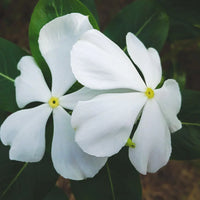 Fragrant Vinca Flower seeds for Planting Low Maintenance Heirloom & GMO Free Seeds for Home Garden