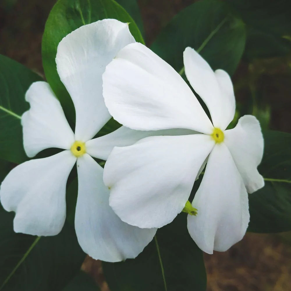 White Periwinkle Flower Seeds for Planting - Create Stunning Floral Arrangements