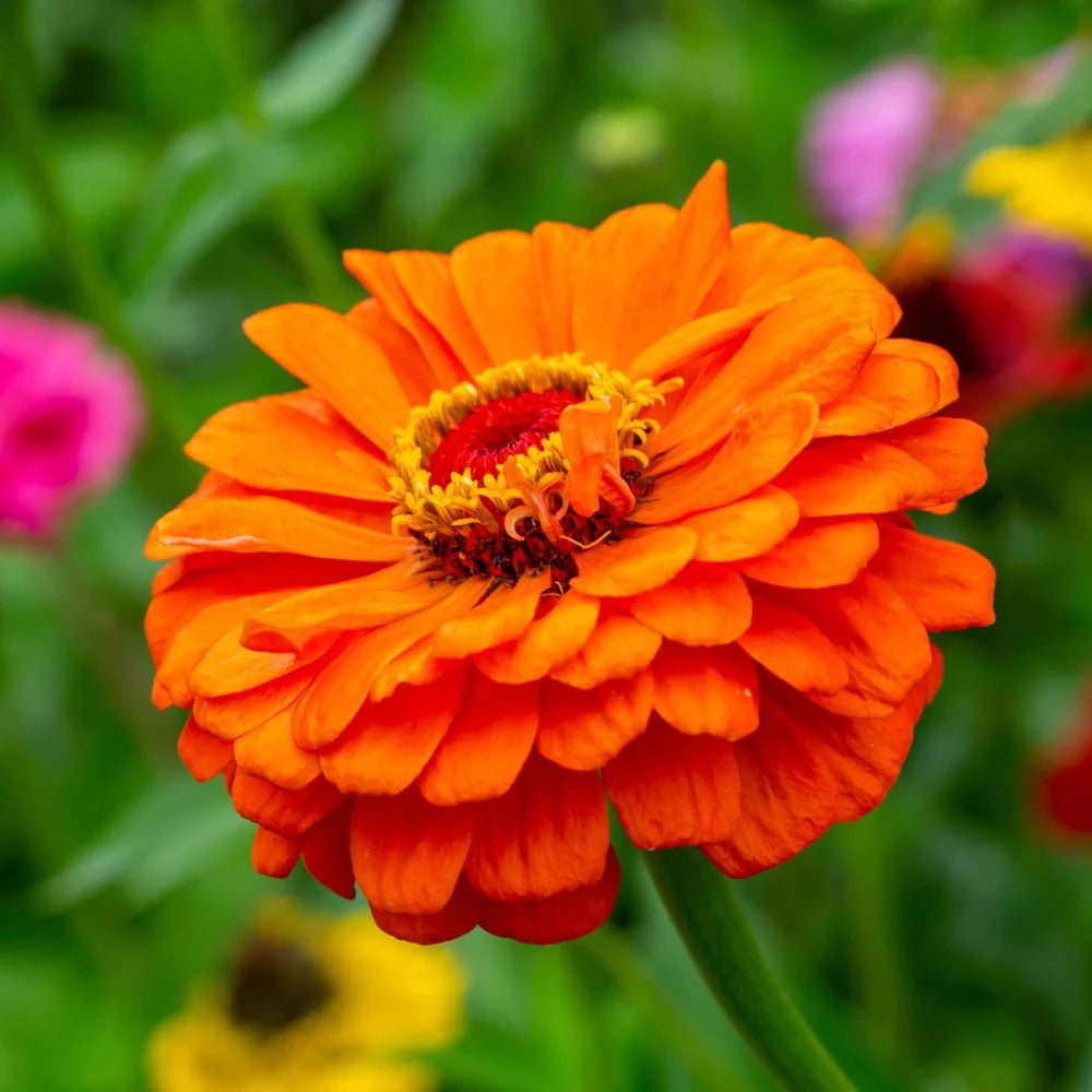 Zinnia Flower Seeds Lime Orange Planting