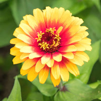 Yellow Red Zinnia Flower seeds for Planting - Cut Flower Favorite, Heirloom & GMO Free Seeds for Home Garden