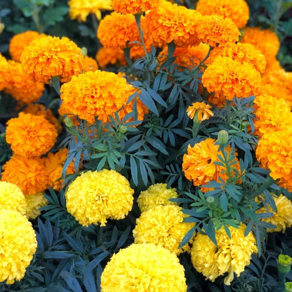 Mixed African Marigold Flower seeds for Planting - Sun Loving, Heirloom & GMO Free Seeds for Home Garden