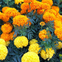 Marigold Flower seeds for Planting - Wildflower Mix, Heirloom & GMO Free Seeds for Home Garden