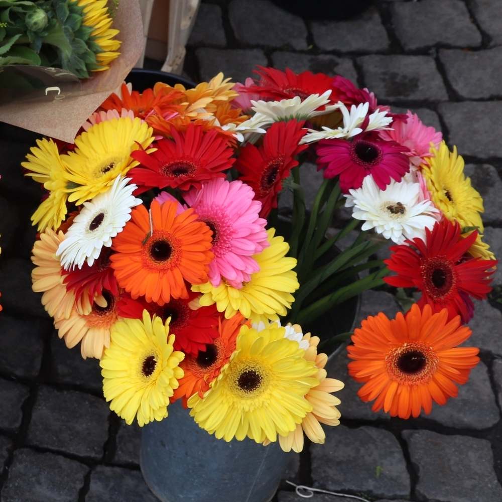 Mixed Gerbera Flower seeds for Planting - Compact Growth, Heirloom & GMO Free Seeds for Home Garden