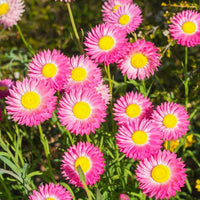Paper Flower seeds for Planting - Sun Loving, Heirloom & GMO Free Seeds for Home Garden