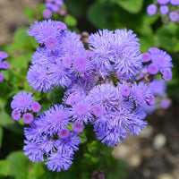Maidenhair Flower seeds for Planting Seasonal Bloomer Heirloom & GMO Free Seeds for Home Garden