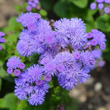 Maidenhair Flower seeds for Planting Seasonal Bloomer Heirloom & GMO Free Seeds for Home Garden
