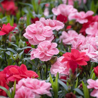 Mixed Color Carnation Flower Seeds for Fragrant, Colorful Blooms