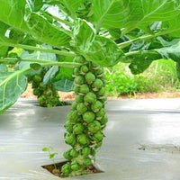 Brussels Sprouts Vegetable Seeds - Easy Planting