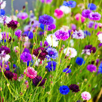 Cornflower Flower seeds for Planting - Cut Flower Favorite, Heirloom & GMO Free Seeds for Home Garden