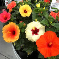 Mixed Hibiscus Flower Seeds for Planting Vibrant Colors Heirloom & GMO Free Seeds for Home Garden
 
 Sale