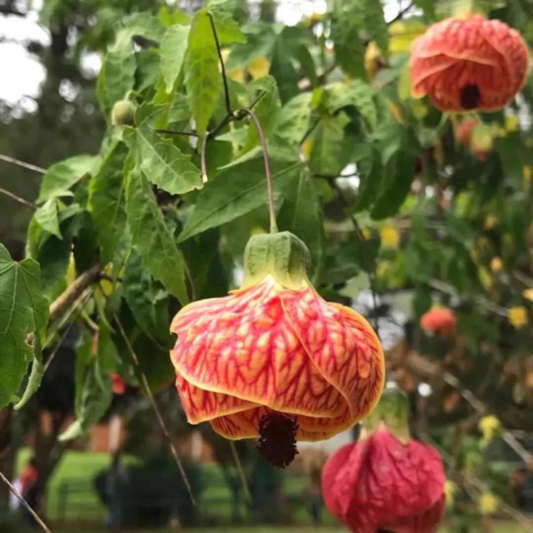 Yellow Red Abutilon Striatum Flower Seeds for Garden Planting