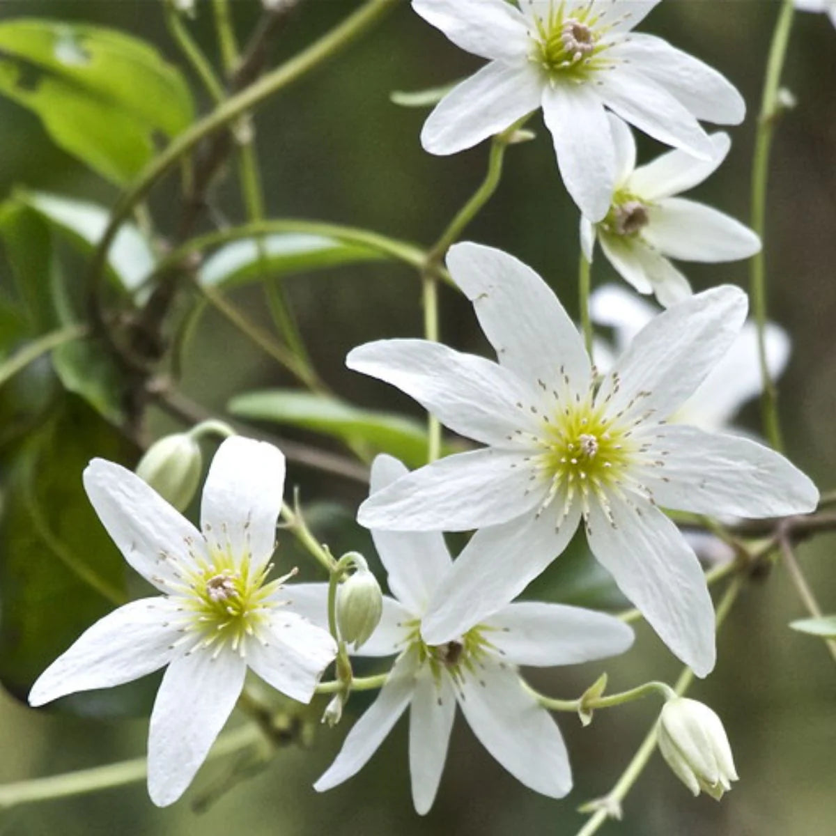 Clematis Montana Flower seeds for Planting Pollinator Friendly Heirloom & GMO Free Seeds for Home Garden
