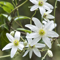 Clematis Montana Flower seeds for Planting Pollinator Friendly Heirloom & GMO Free Seeds for Home Garden