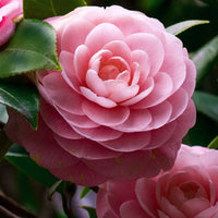 Camellia Pink White Flower seeds for Planting - Hardy Variety, Heirloom & GMO Free Seeds for Home Garden