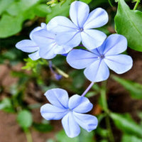 Light Purple Auriculata Flower seeds for Planting Low Maintenance Heirloom & GMO Free Seeds for Home Garden
 
 Sale