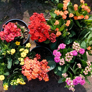 Multi-Color Kalanchoe Flower seeds for Planting - Bright Blooms, Heirloom & GMO Free Seeds for Home Garden