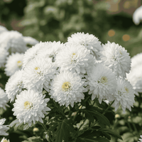 White Chrysanthemum Flower seeds for Planting - Cut Flower Favorite, Heirloom & GMO Free Seeds for Home Garden