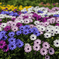 Cineraria Flower seeds for Planting Cottage Garden Essential Heirloom & GMO Free Seeds for Home Garden