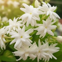 Jasmine Flower seeds for Planting - Colorful Display, Heirloom & GMO Free Seeds for Home Garden