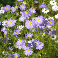 Blue Brachycome Flower seeds for Planting - Shade Tolerant, Heirloom & GMO Free Seeds for Home Garden