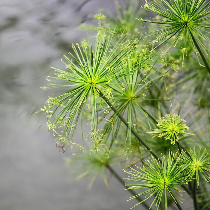 Green Cyperus Papyrus Flower seeds for Planting Wildflower Mix Heirloom & GMO Free Seeds for Home Garden 
 
 Sale