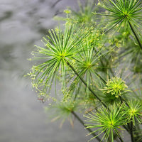 Green Cyperus Papyrus Flower seeds for Planting Wildflower Mix Heirloom & GMO Free Seeds for Home Garden 
 
 Sale