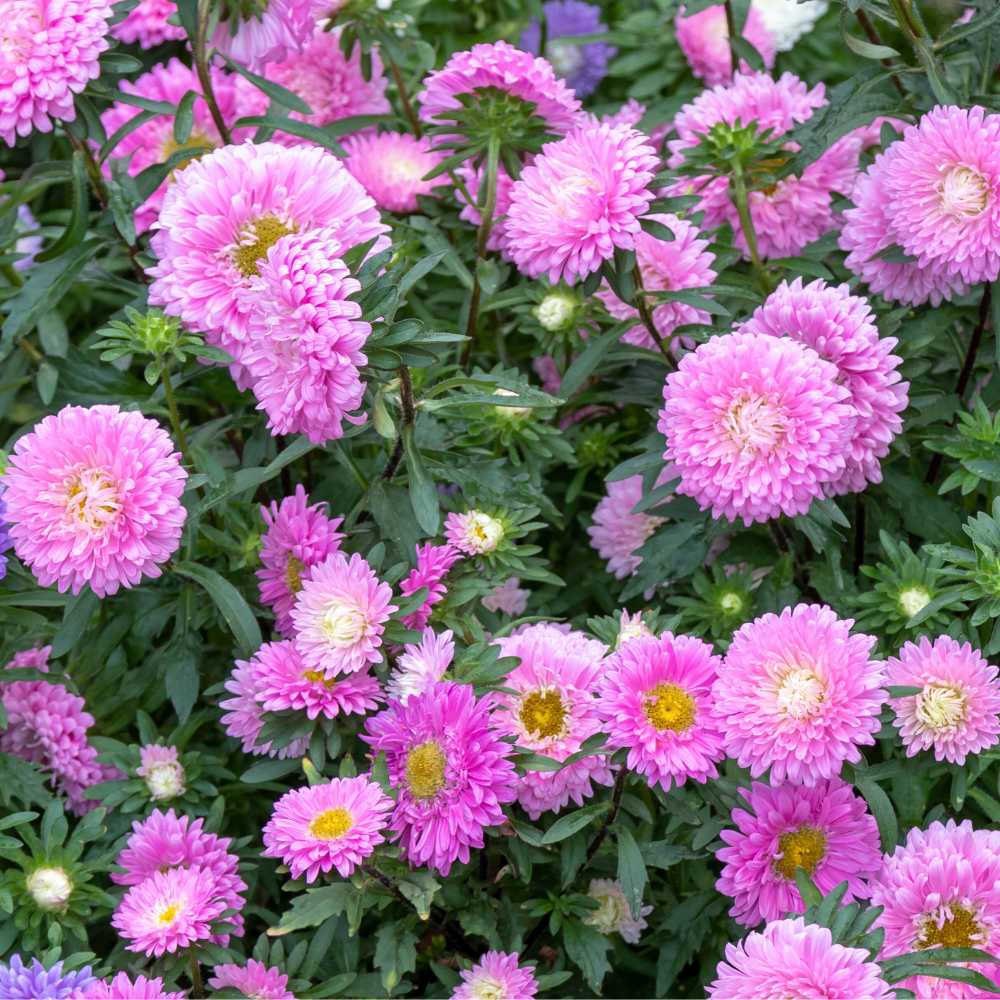 Light Pink Aster Flower Seeds for Planting Low Maintenance Heirloom & GMO Free Seeds for Home Garden
 
 Sale