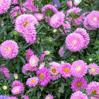 Light Pink Aster Flower Seeds for Planting Low Maintenance Heirloom & GMO Free Seeds for Home Garden
 
 Sale