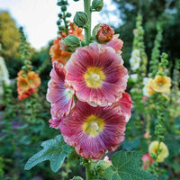 Holly Hock Flower seeds for Planting Garden Favorite Heirloom & GMO Free Seeds for Home Garden