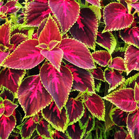 Coleus Volcano Flower Seeds for Stunning Indoor or Outdoor Plants
