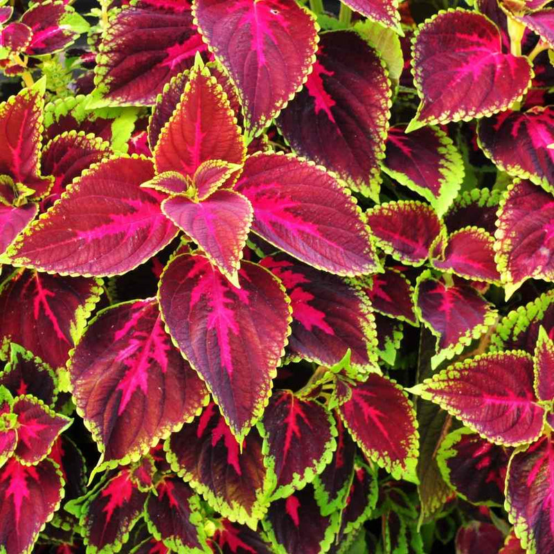 Coleus Flower seeds for Planting, Seasonal Bloomer Heirloom & GMO Free Seeds for Home Garden   Sale
