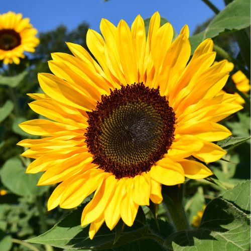 Dwarf Sunflower Seeds, Bonsai Dwarfs, Mini Indoor & Outdoor