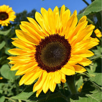 Dwarf Sunflower Seeds, Bonsai Dwarfs, Mini Indoor & Outdoor