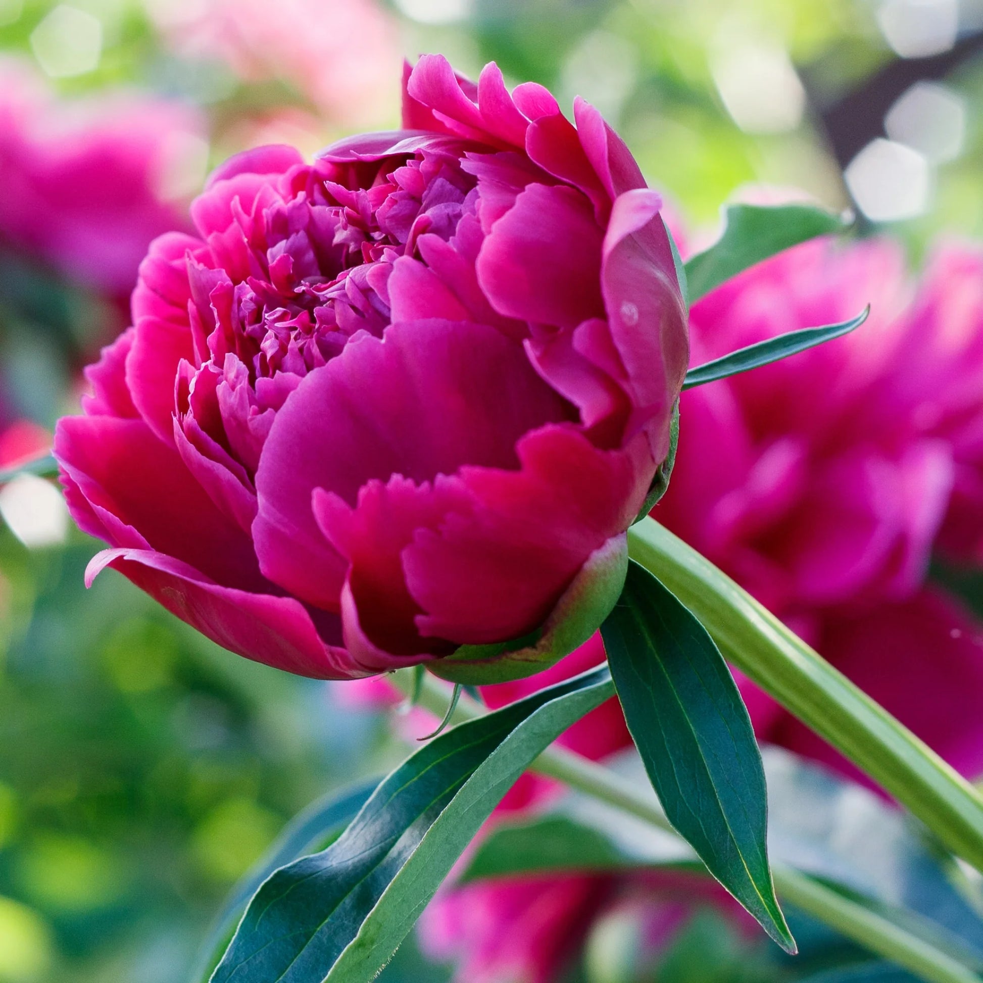 Paeonia Flower seeds for Planting Shade Tolerant Heirloom & GMO Free Seeds for Home Garden 
 
 Sale