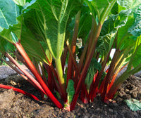 Ruibarbo Plant Seeds for Gardening and Planting: Grow Your Own Delicious Rhubarb!