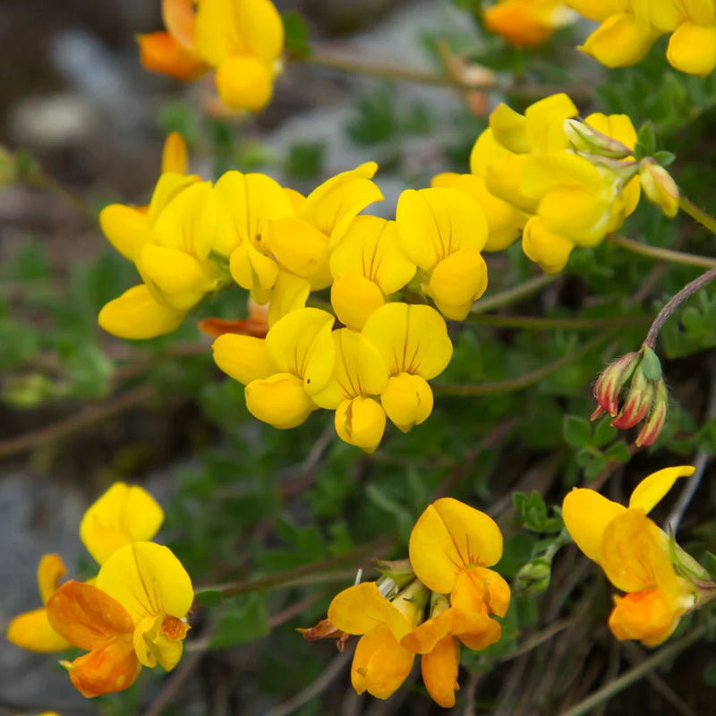 Birdsfoot Flower Seeds  Easy Planting Guide for a Stunning Garden