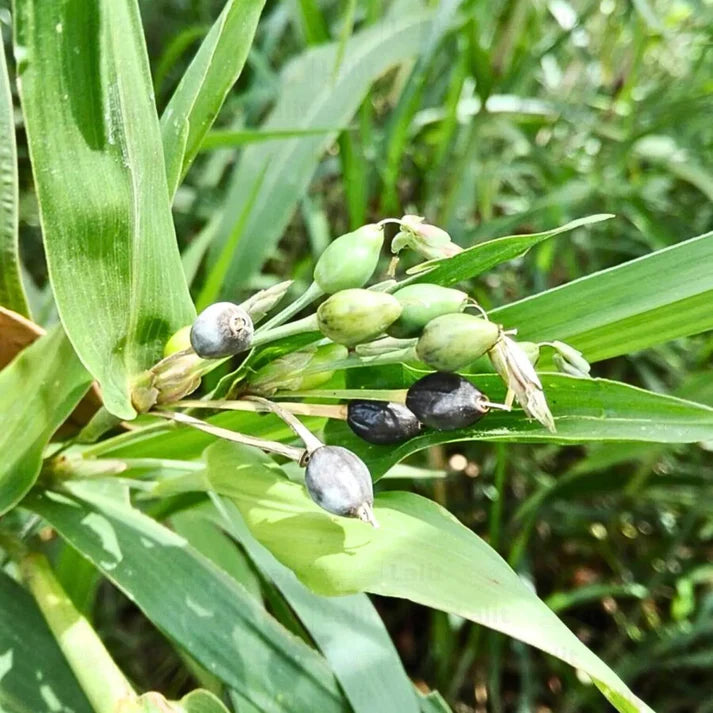Job's Tears Grain Flower seeds for Planting - Perfect for Borders, Heirloom & GMO Free Seeds for Home Garden
