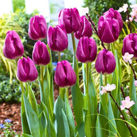 Purple Tulip Flower Seeds for Garden Garden Favorite Heirloom & GMO Free Seeds for Home Garden
 
 Sale