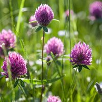 Clover Flower seeds for Planting Sun Loving Heirloom & GMO Free Seeds for Home Garden