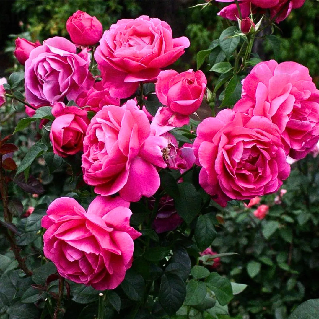Light Pink Rose Tree Flower Seeds for Planting Garden Favorite Heirloom & GMO Free Seeds for Home Garden
 
 Sale