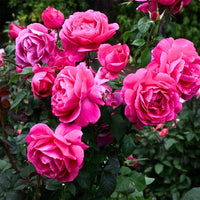 Light Pink Rose Tree Flower Seeds for Planting Garden Favorite Heirloom & GMO Free Seeds for Home Garden
 
 Sale