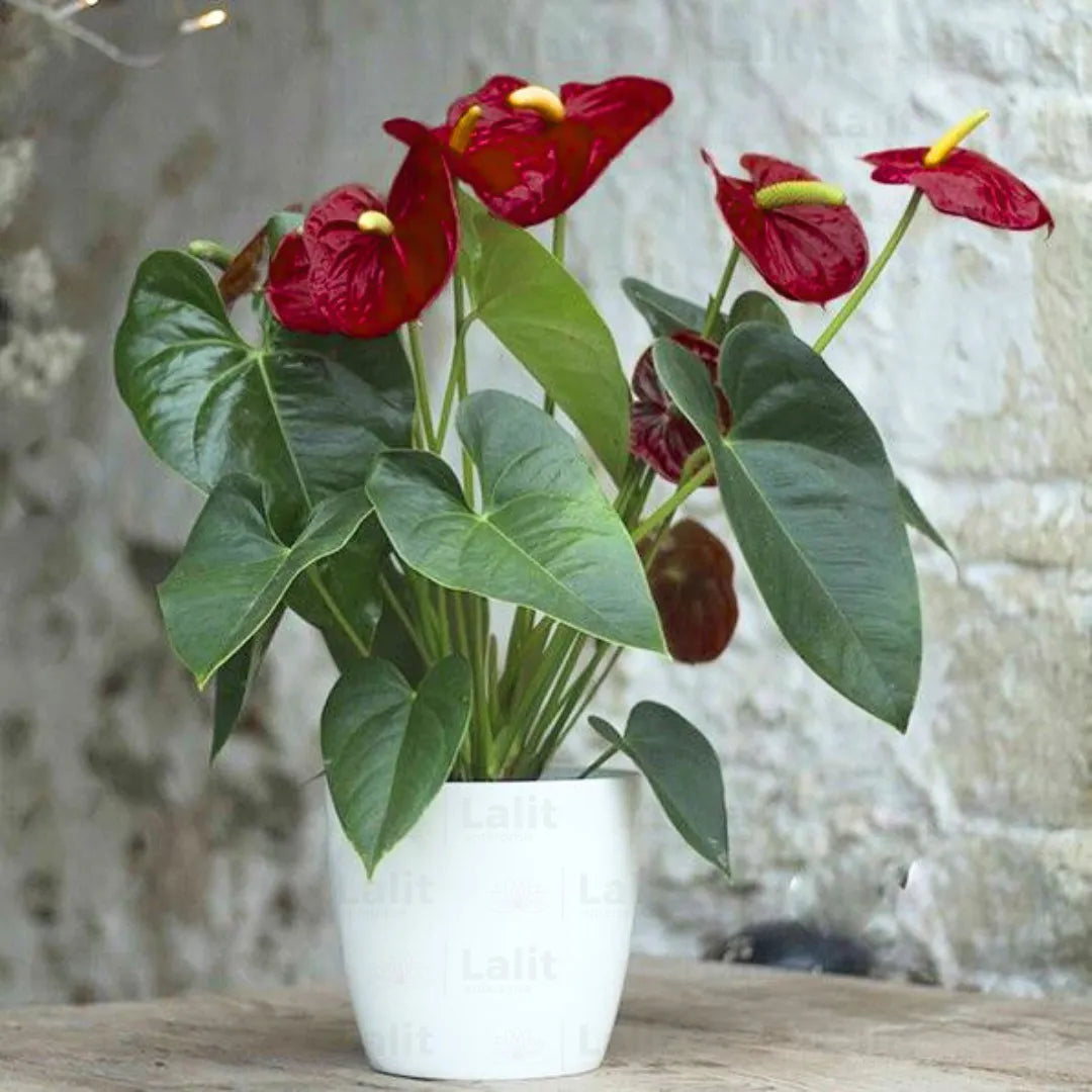 Brown Anthurium Flower seeds for Planting Bright Blooms Heirloom & GMO Free Seeds for Home Garden